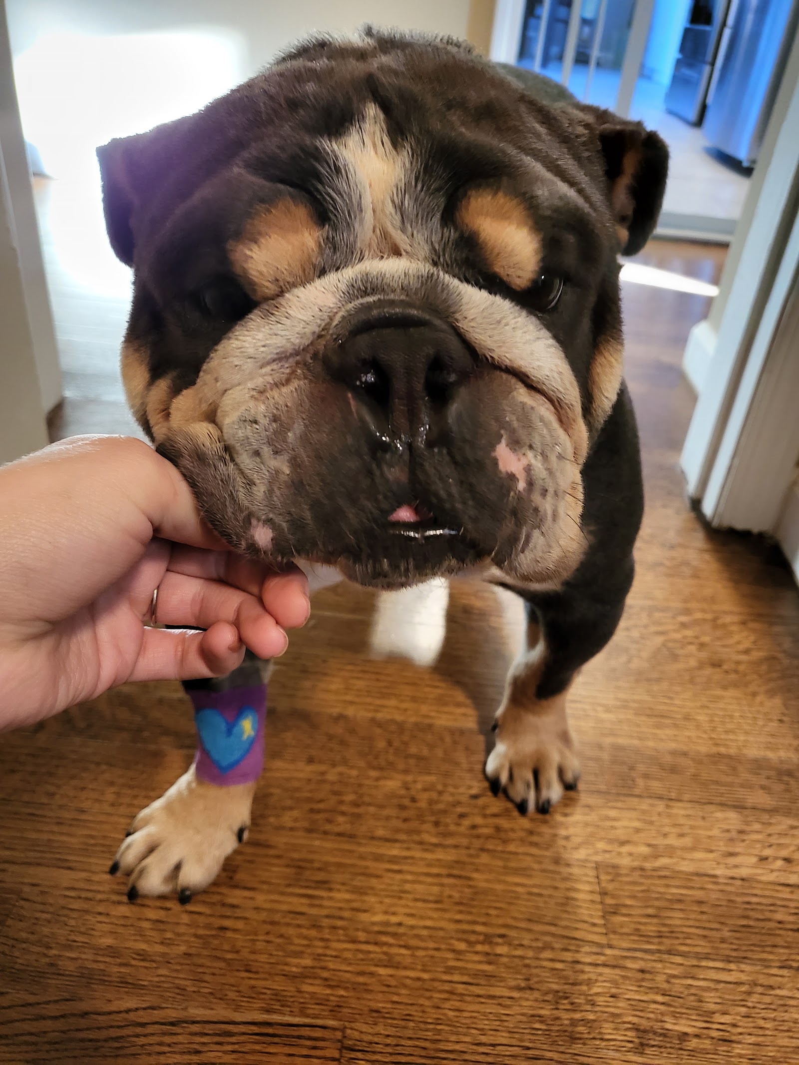 Advanced Veterinary Care Group in Canton Township