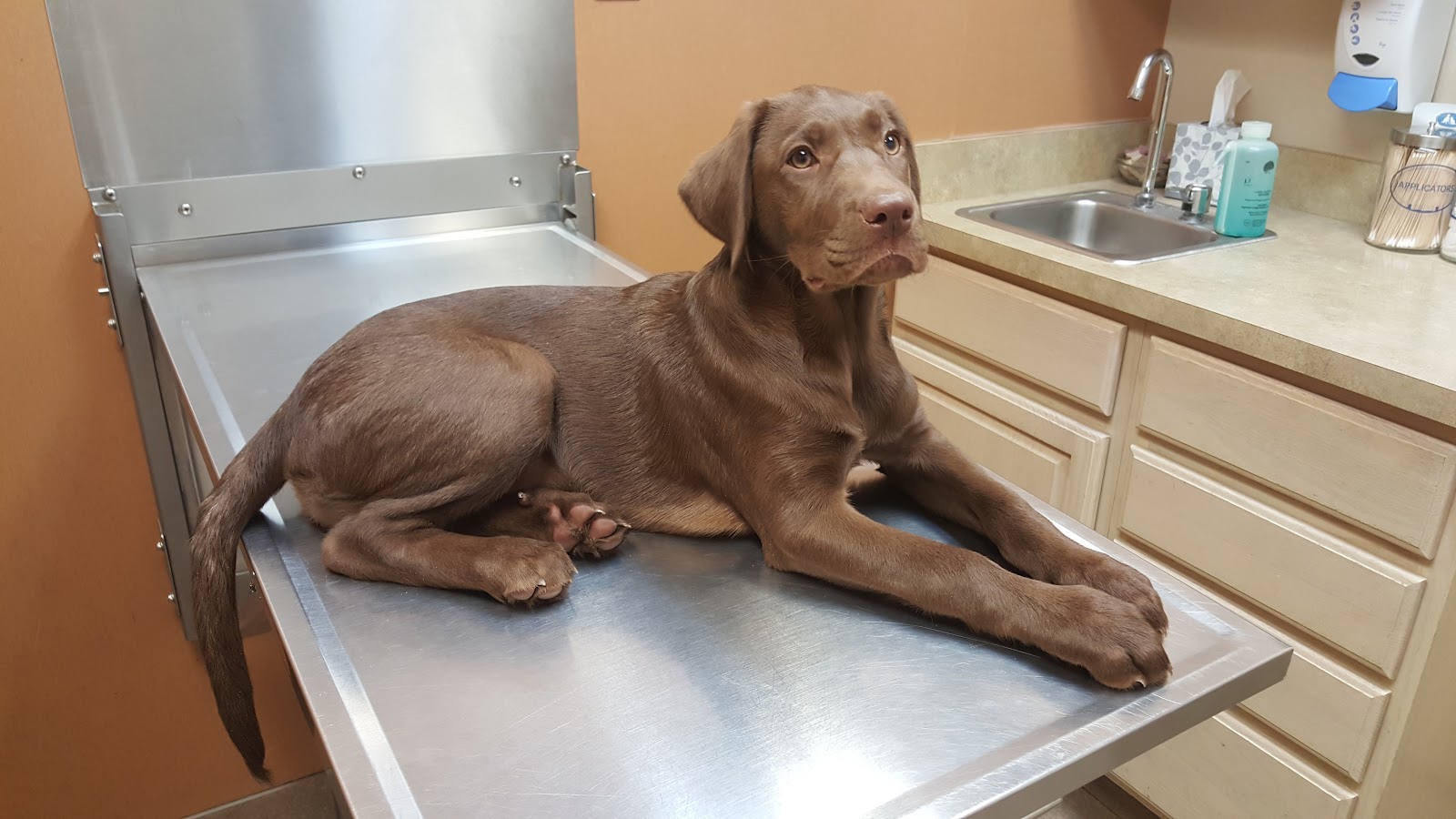 Canton Center Animal Hospital — photo