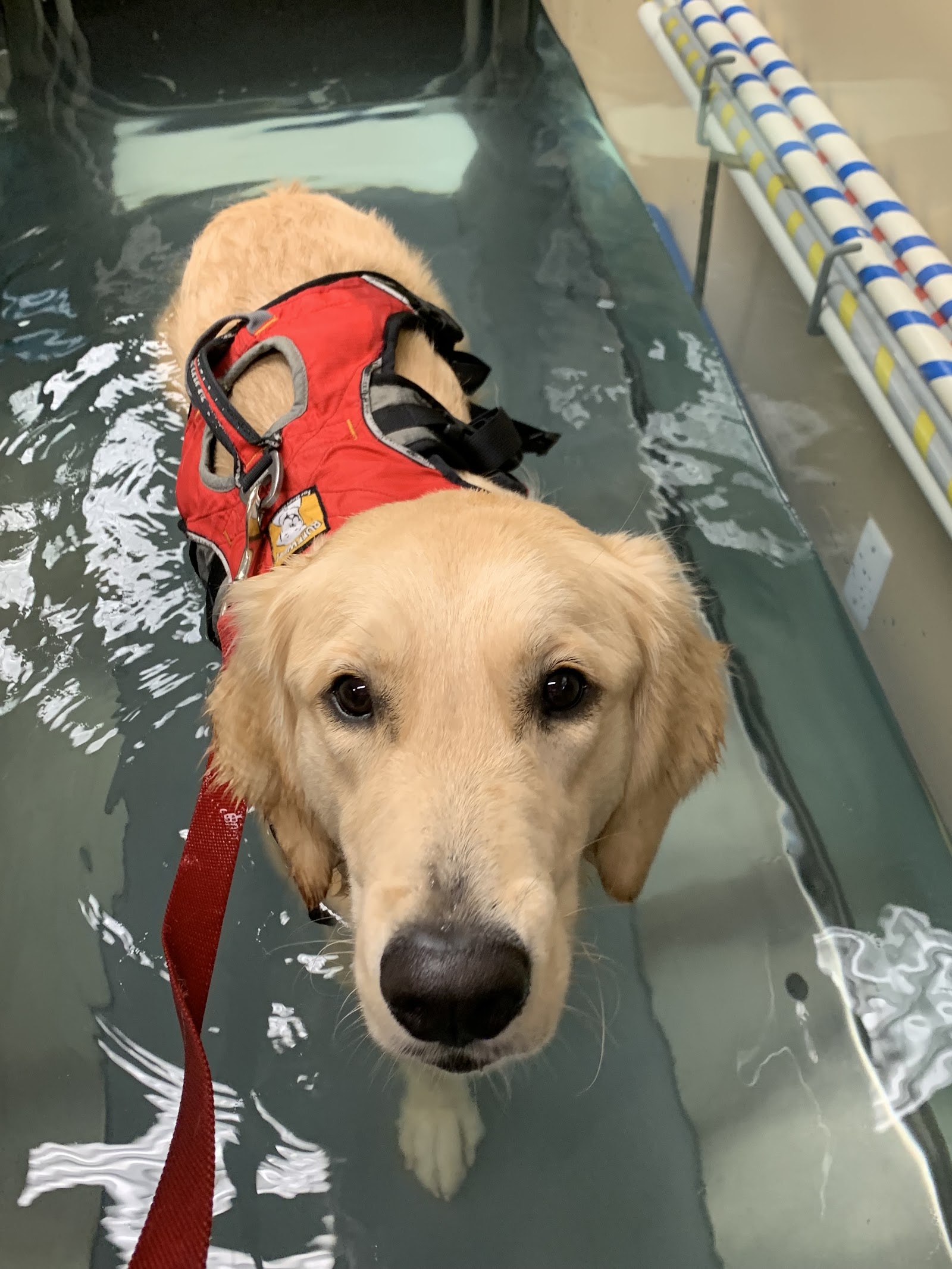 Comfort Care Veterinary Services in Canton Township