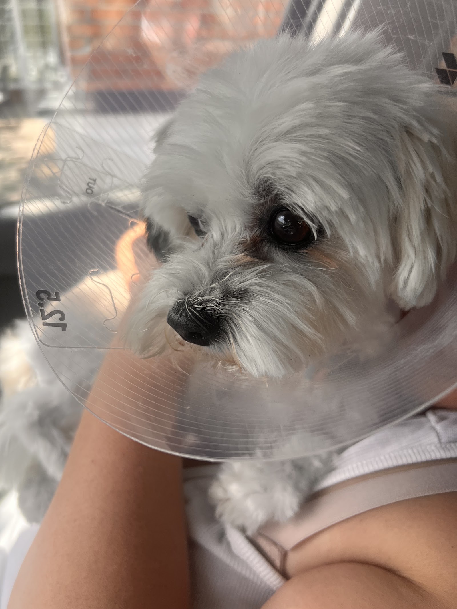 My Dog's Groomer — photo