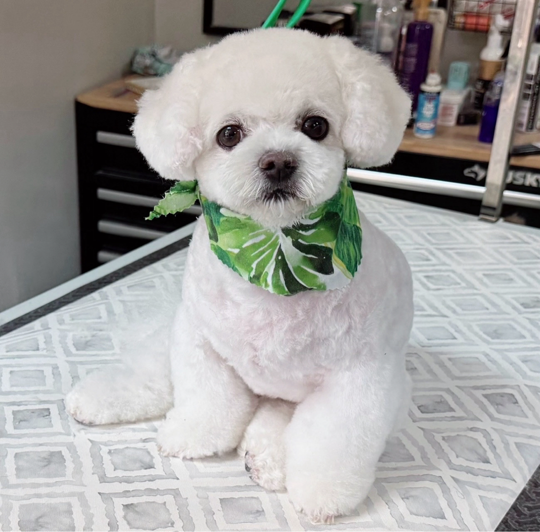 Paws Grooming Studio & Spa in Canton Township