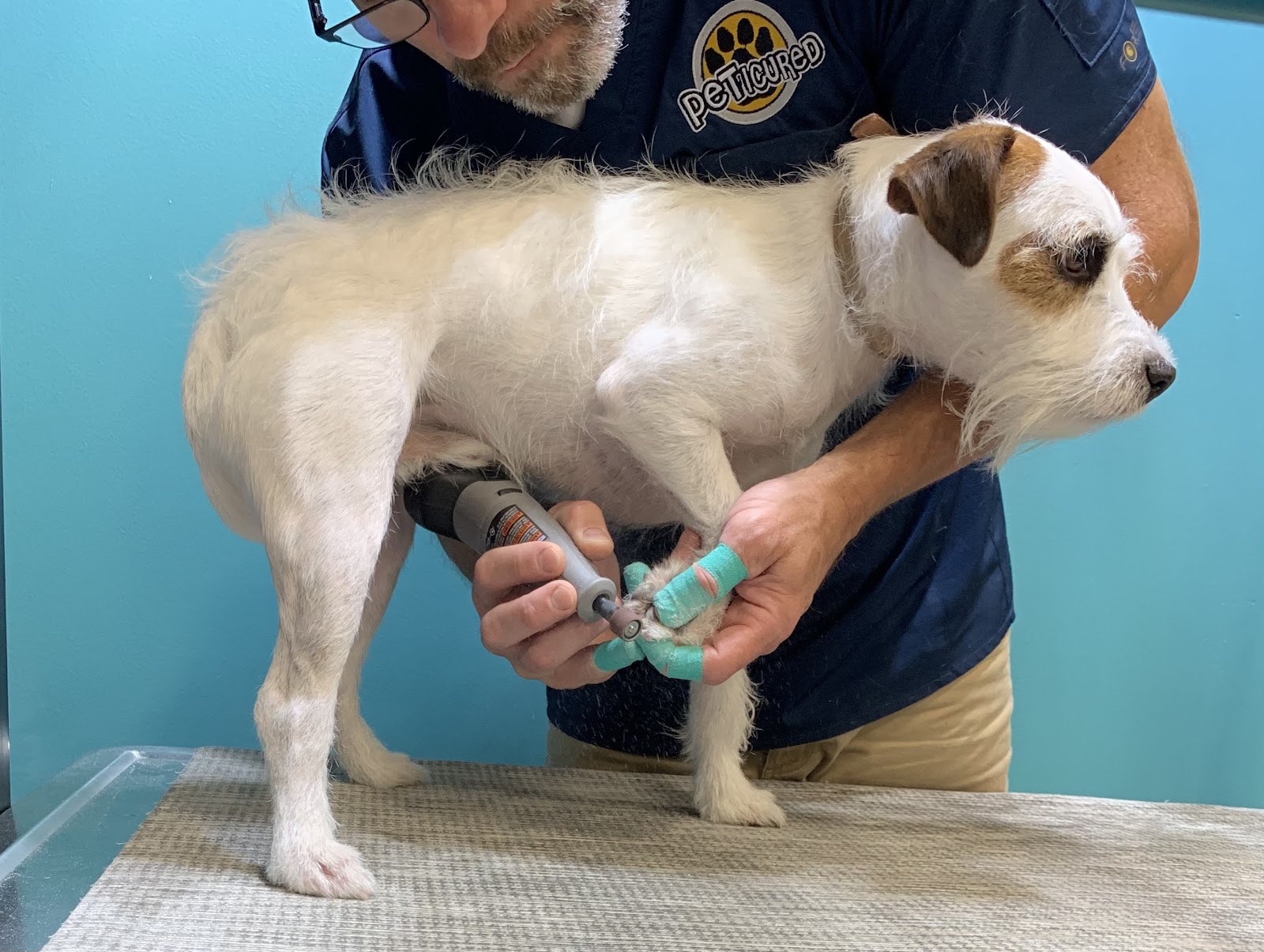 Peticured - Pet Nail Specialists in Canton Township